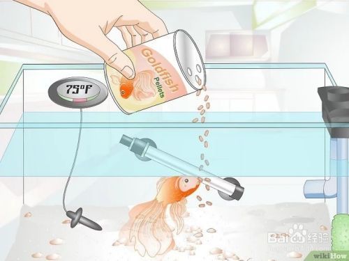 金鱼繁殖方法