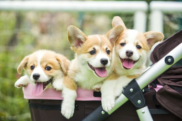 买一只柯基犬幼犬多少钱？挑选一只好的幼崽有诀窍