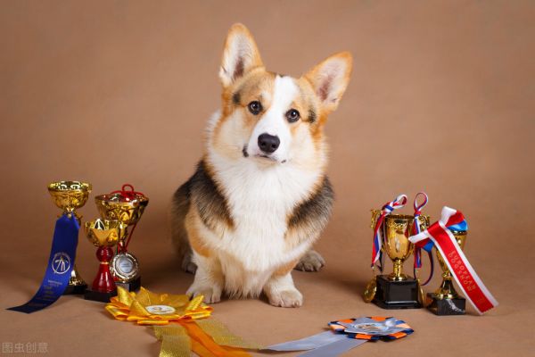 柯基犬图片