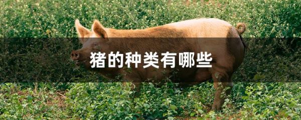 猪的种类有哪些