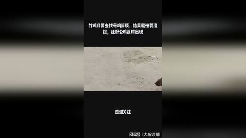 竹鸡非要去找母鸡麻烦，结果就被耍流氓，还好公鸡及时出现