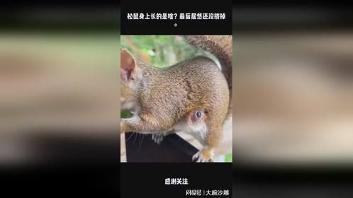 松鼠身上长的是啥？最后居然还没挤掉。