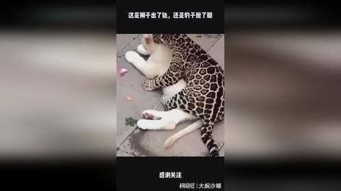 这是狮子出了轨，还是豹子批了腿