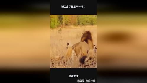 狮王来了就是不一样。