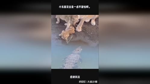 小东西完全是一点不害怕啊。