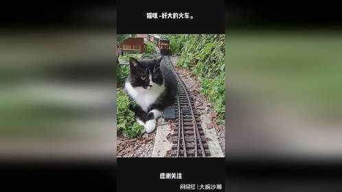猫咪 -好大的火车。