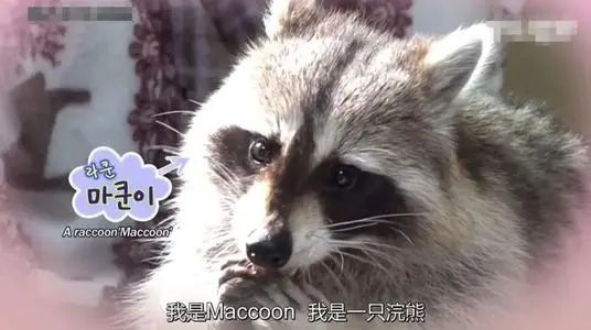 浣熊猫的图片大全 | 养一只浣熊当宠物怎么样？看看国外网友的照片分享