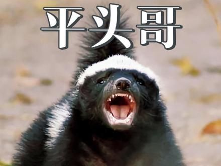 刚子的人生格言：生亖看淡，不服就干。 #动物世界 #平头哥 #一代人有一代人的动物世界 #动物世界精彩解说 #反转