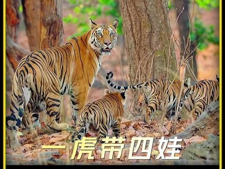 母老虎一口气生下四只小老虎幼崽却难以养活 #动物世界 #野生动物零距离 #动物纪录片 #动物世界 #百兽之王老虎