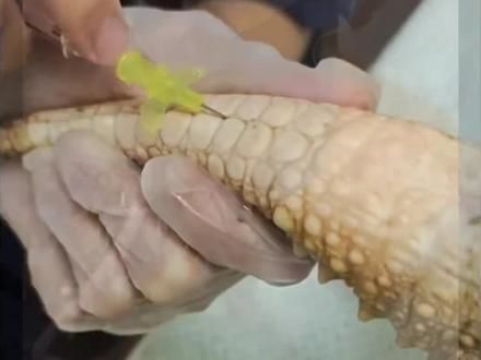 宠物、动物留置针操作视频#留置针 #兽医 #异宠 #宠物医疗 #爬宠