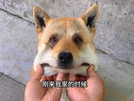 大黄又跑出去抓刺猬了，铲屎的心态崩了…