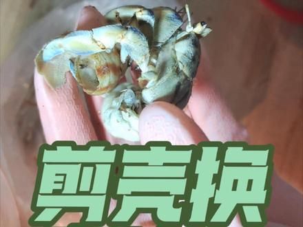 今天分享一下穿蜗牛壳蟹子的快速换壳方法#寄居蟹 #寄居蟹的日常 #寄居蟹换壳 #神奇动物在抖音 #爬宠