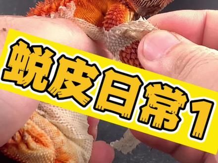 鬃狮蜥蜕皮日常1～ 纯享版～#鬃狮蜥 #神奇动物在抖音 #鬃狮蜥日常 #萌宠出道计划 #爬宠 @抖音小助手 @抖音创作小助手