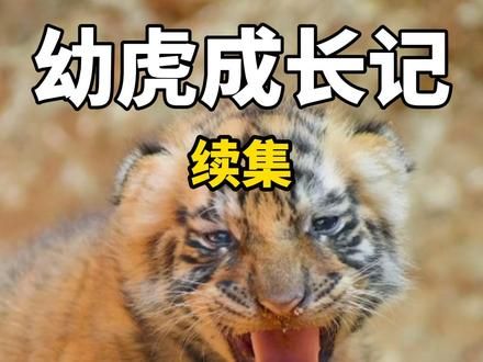母虎背着首领养大幼崽，经历的坎坷令人深感不易！ #动物世界 #野生动物零距离 #神奇动物在抖音 #弱肉强食的动物世界 #动物解说
