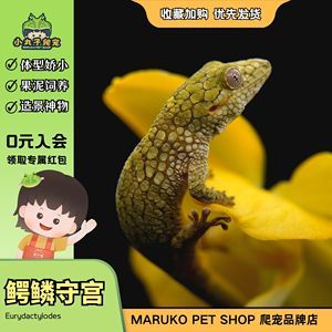 鳄鳞守宫E属小型守宫壁虎爬行宠物小丸子爬宠