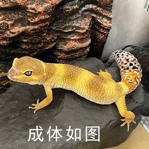 蜥蜴N稀有宠物小型蜥蜴壁虎宠物蜥蜴幼体蜥蜴宠物入门级新手。I
