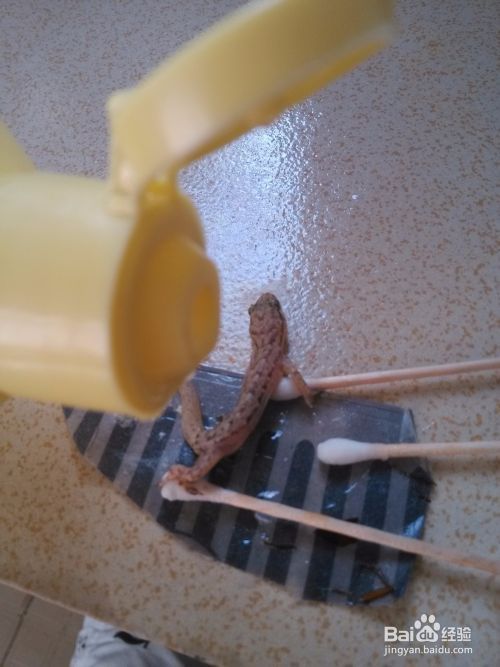 蟑螂屋粘壁虎