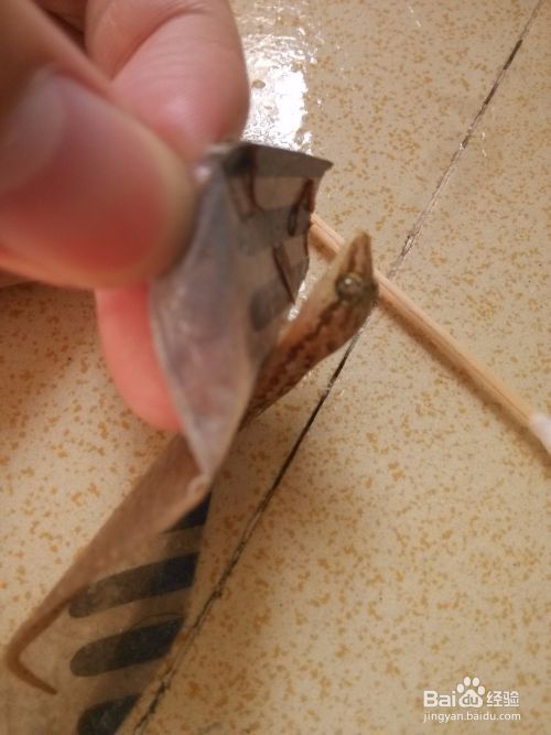 蟑螂屋粘壁虎