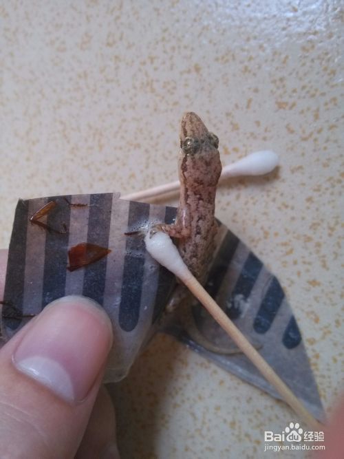 蟑螂屋粘壁虎