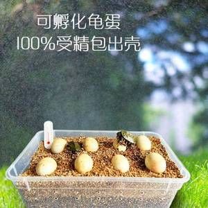 乌龟蛋爬行孵化器壁虎宠物用品观赏受精卵昆虫办公桌大中小迷你