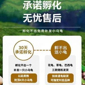 乌龟蛋家用半水观赏饲养学生带晒台爬虫箱宠物蟹壁虎大型昆虫食物