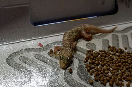 没有虫子壁虎吃什么