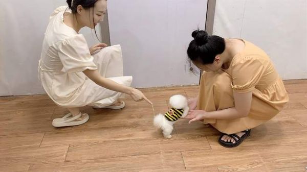 粉丝亲自迎接爱犬,小博美一点不怯场,抱着新主人不撒手,好暖心