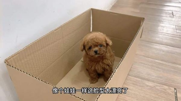 出生65天的小泰迪第一次出来,吓得一脸懵不敢动,结果出乎意料