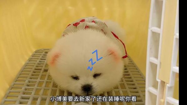 小博美要去新家了,竟然假装睡觉喊都喊不醒,这小样太招人喜欢了