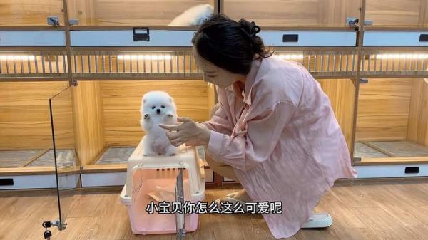 小博美要去新家了,临走前直立作揖求抱抱眼里含着泪水,太感人了