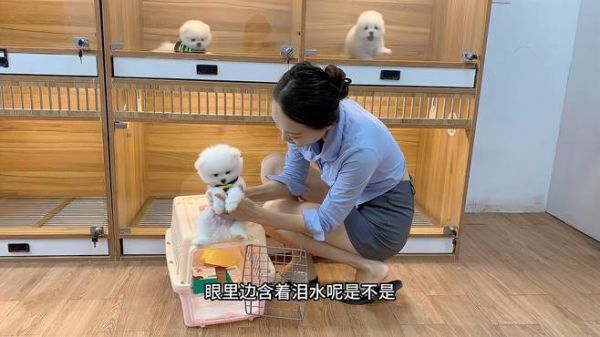小博美要去新家了,临走前竟然含泪作揖求抱抱,同伴都看呆了