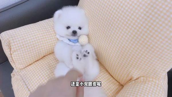 洗完澡的小博美舒服极了,四仰八叉的躺着不到3秒就睡着,好享受