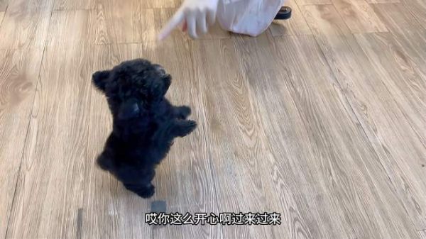 身价35000的灰泰迪种公出了只幼犬,竟然站起来就跳舞,太搞笑了