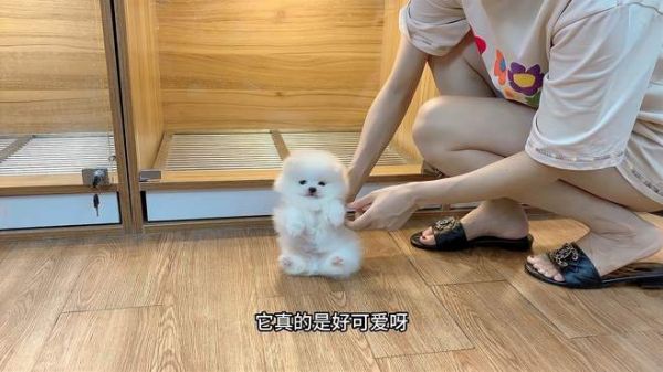 小博美第一次出来玩,放地上竟然还会坐着作揖,简直成精了