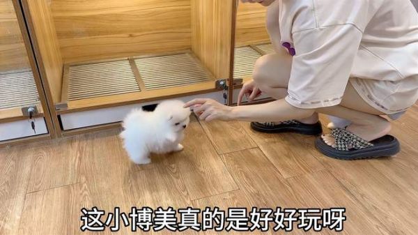小博美第一次出来,刚放地上不到5秒站起来就跳舞,动作太搞笑了