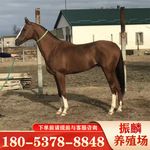 一匹训好的真马骑乘马多少钱小孩可以骑马 温血马半血马
