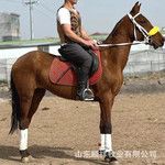 哪里卖骑乘大马 活体汗血马 景区用马 教学马 真马 活马回收马匹