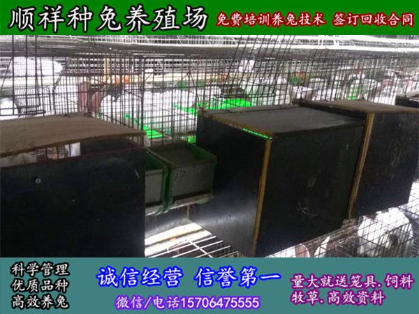 聊城散养野兔大型养殖场