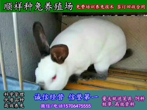 聊城散养野兔大型养殖场