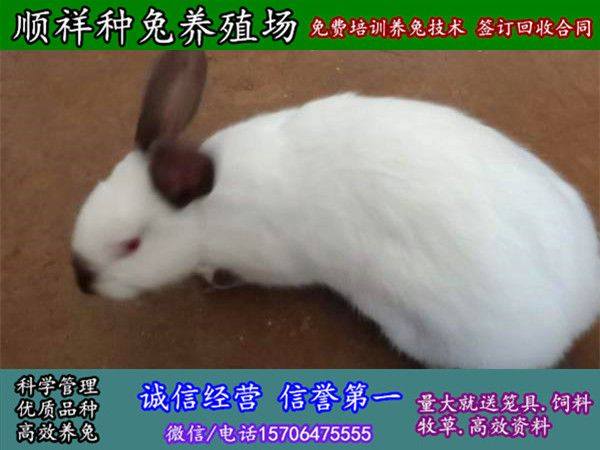 聊城散养野兔大型养殖场