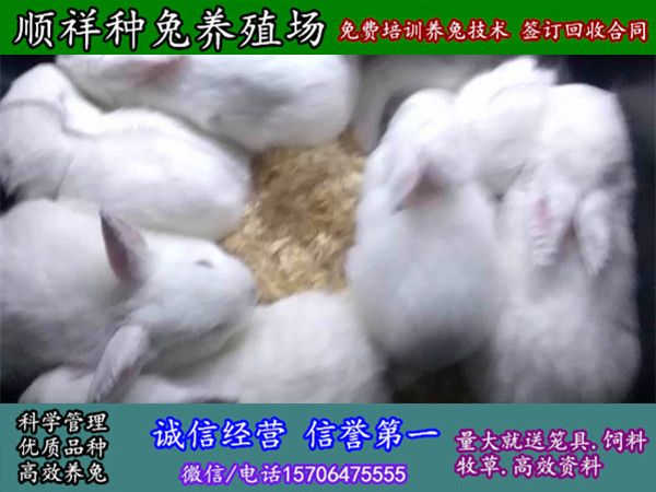 聊城散养野兔大型养殖场