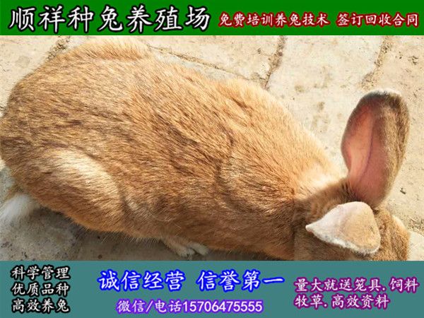 湖北宜昌纯种野兔哪里买