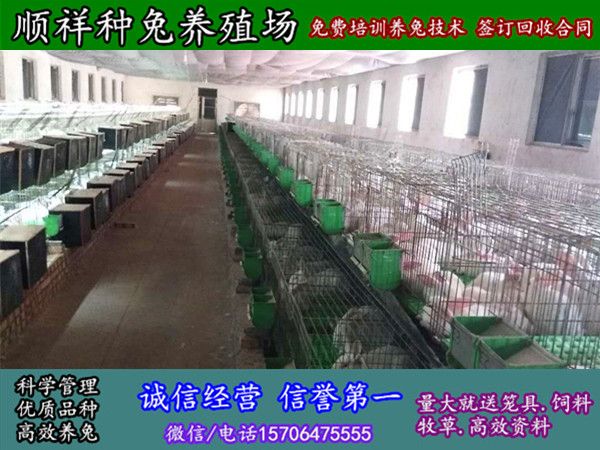 湖北宜昌纯种野兔哪里买