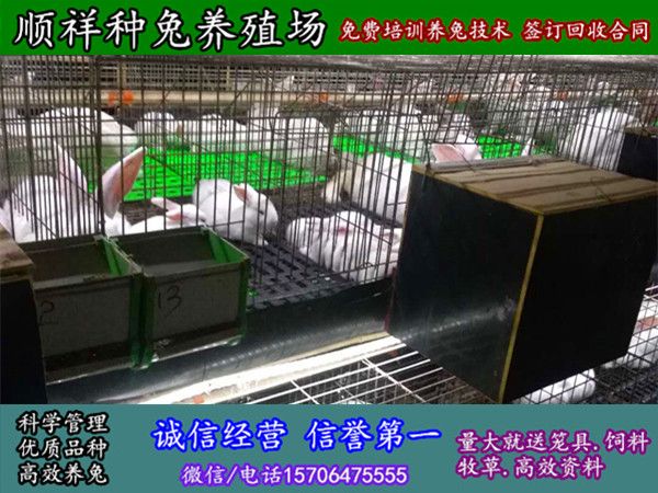 湖北宜昌纯种野兔哪里买
