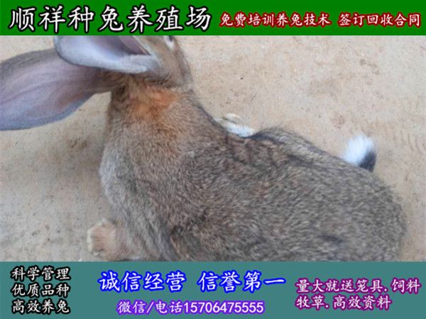 湖北宜昌纯种野兔哪里买