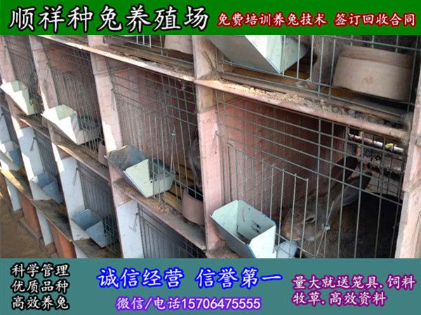 湖北宜昌纯种野兔哪里买