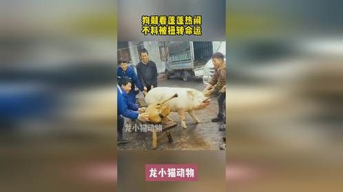 狗剩看蓬蓬热闹，不料被扭转命运