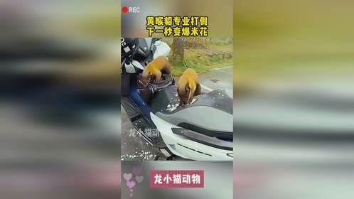黄喉貂专业打假，下一秒变爆米花