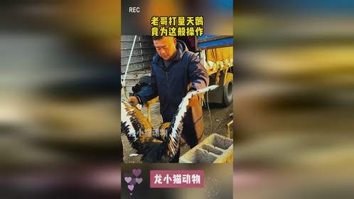老哥打量天鹅，竟为这般操作