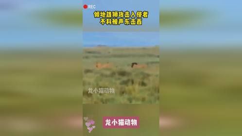 领地雄狮攻击入侵者，不料被声东击西
